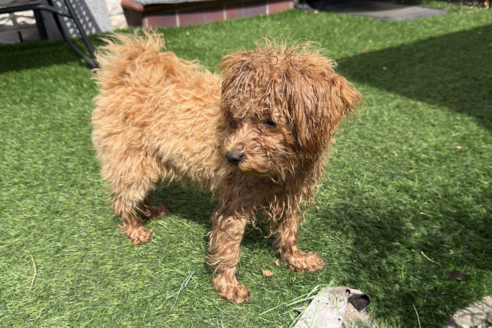 Sunny die Wasserratte