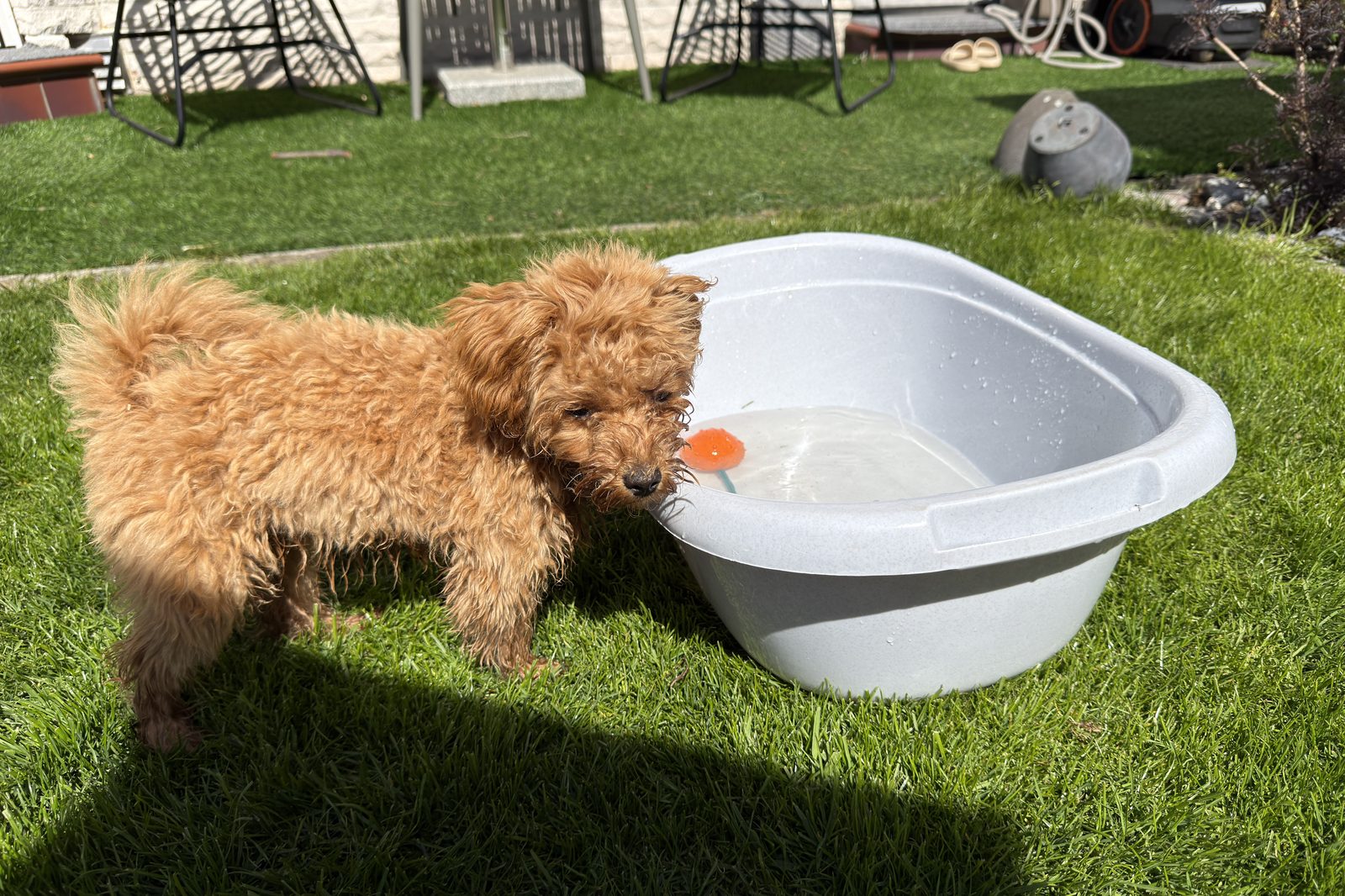 Sunny im Pool
