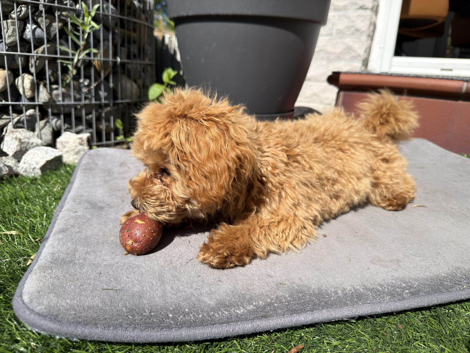 Sunny bei der Schatzsuche