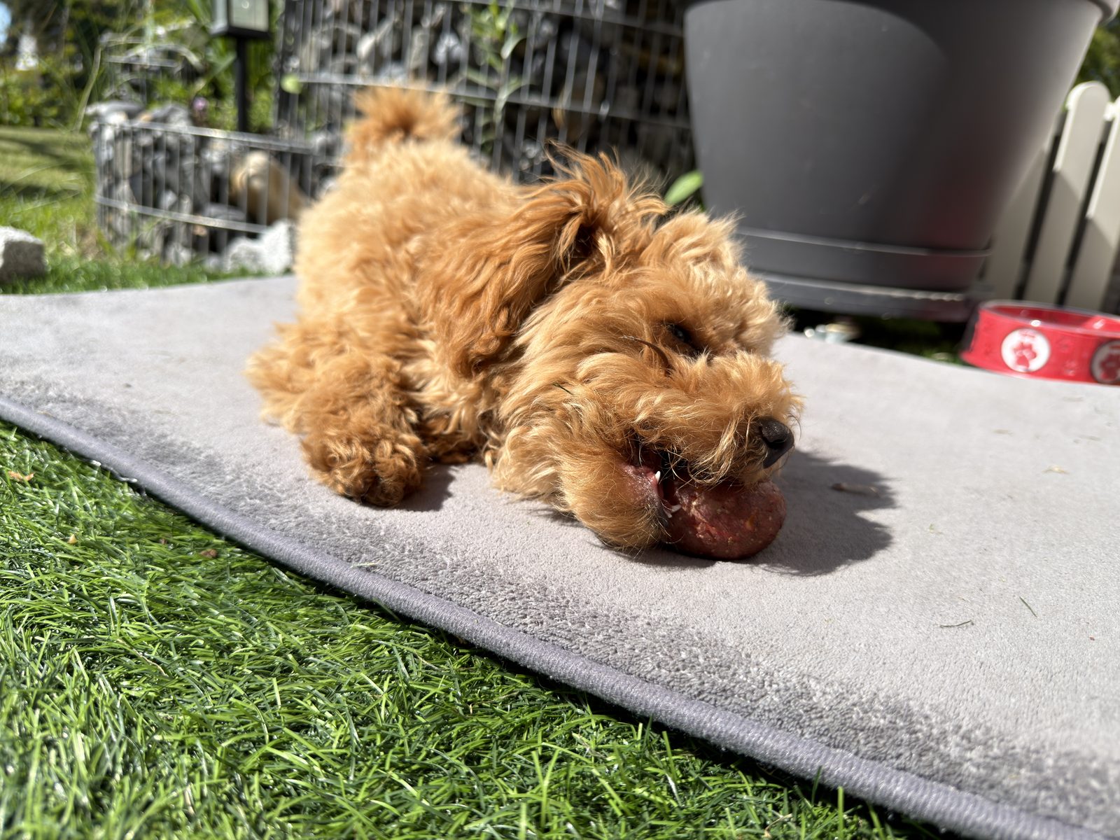 Sunny bei der Schatzsuche