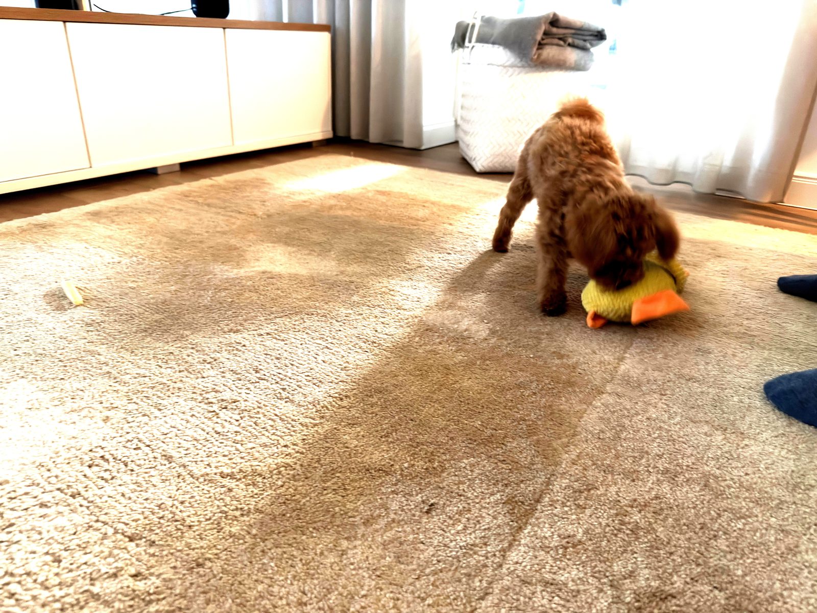 Sunny mit Kuschelente