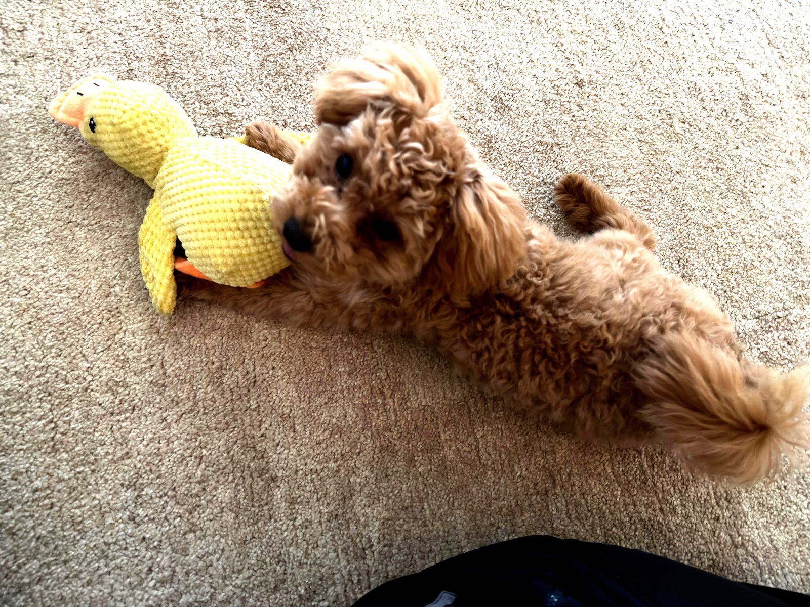 Sunny mit Kuschelente