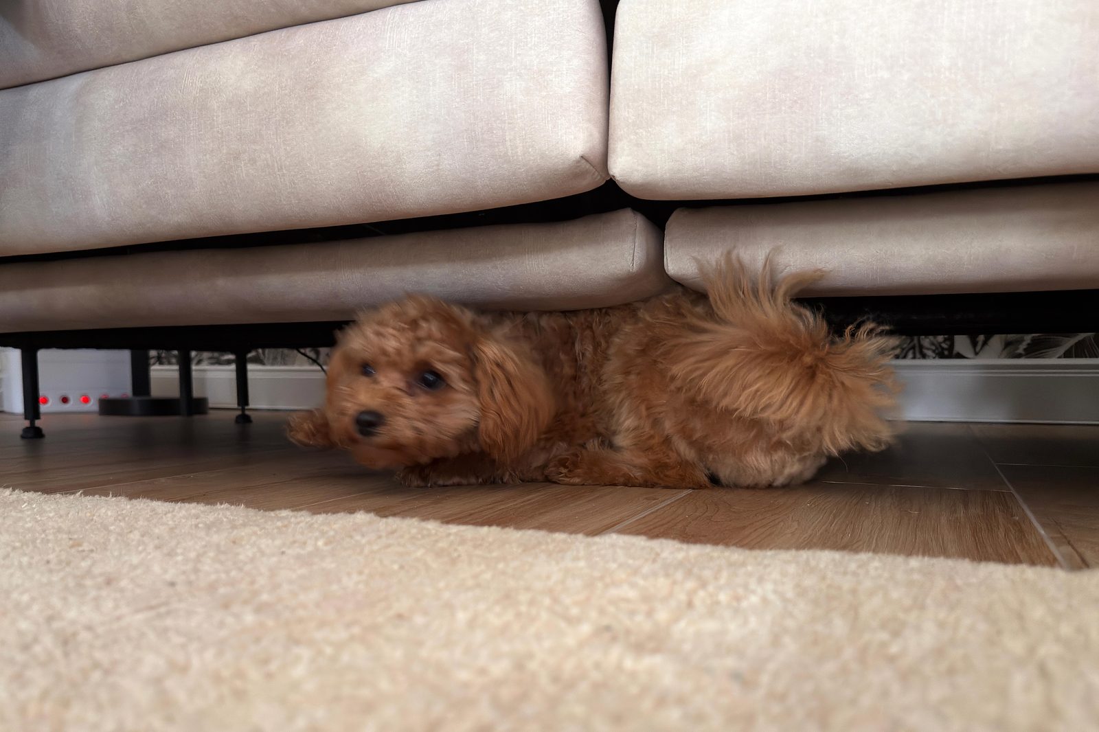 Sunny sucht den Ball