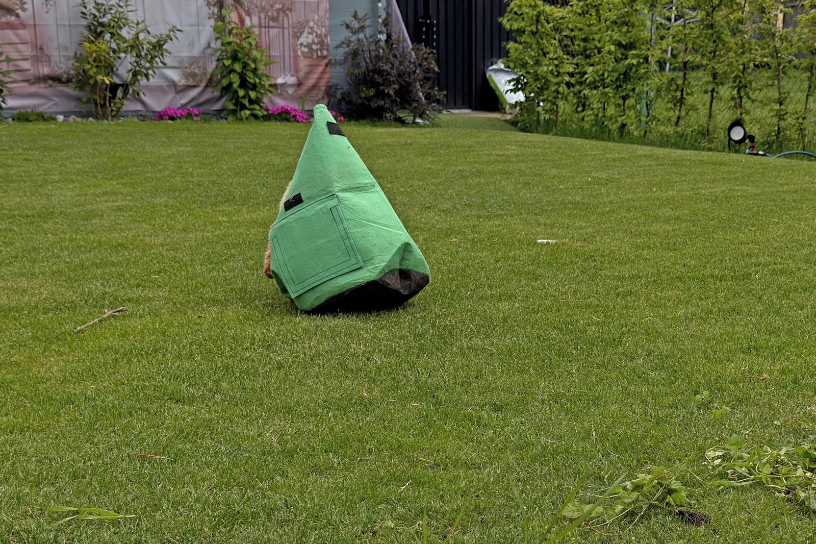 Sunny bei der Gartenarbeit