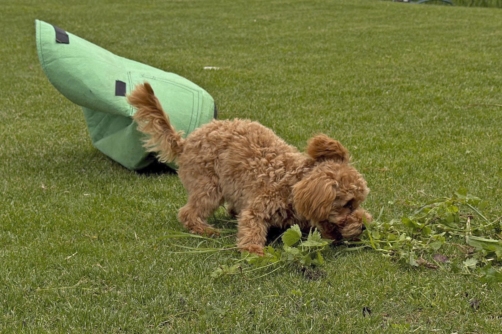 Sunny bei der Gartenarbeit