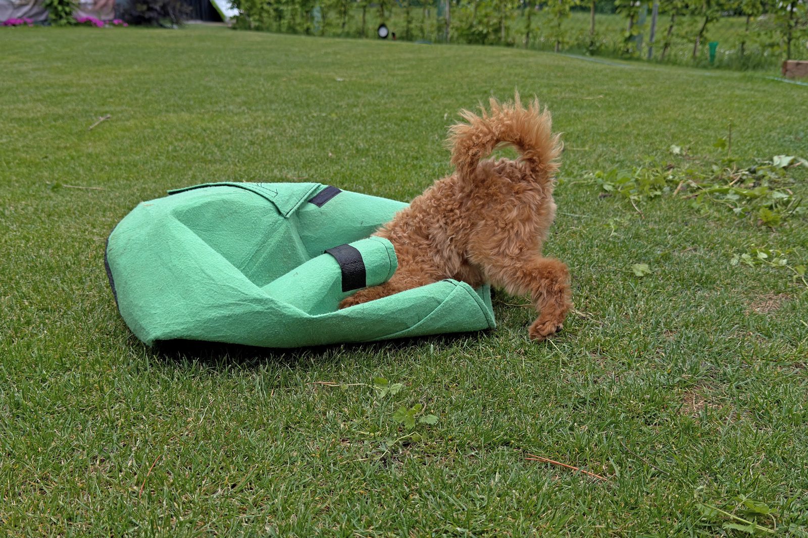 Sunny bei der Gartenarbeit